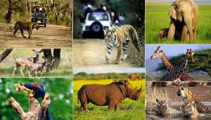 wildlife tours in India
