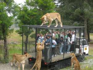 India wildlife tour packages