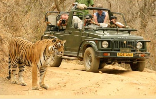 Wild Life tours in India